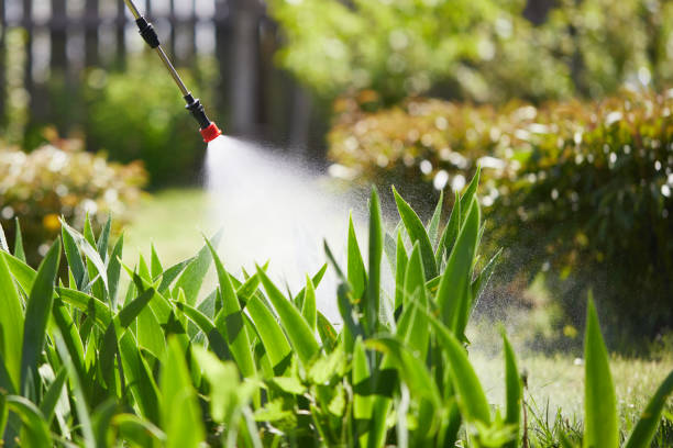 24/7 Emergency Termite Control experts in Lake Tapps, WA